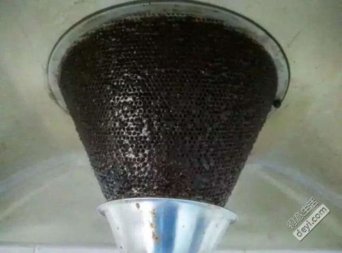 不给狗狗洗澡的危害，磨擦带来的健康隐患